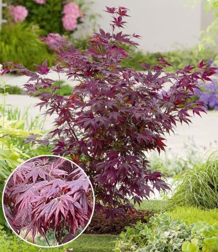 baldur-garten-japanischer-ahorn-burgund-im-12-cm-topf image 6