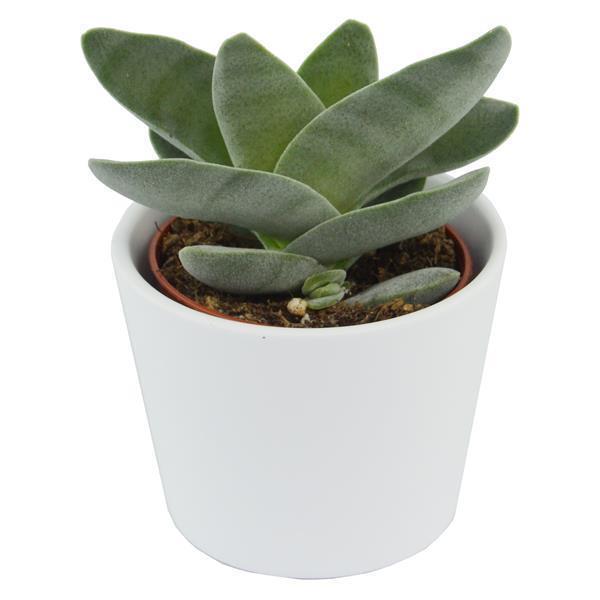 pasiora-ciao-crassula-sukkulenten-set-5-st-ck-mix image 4