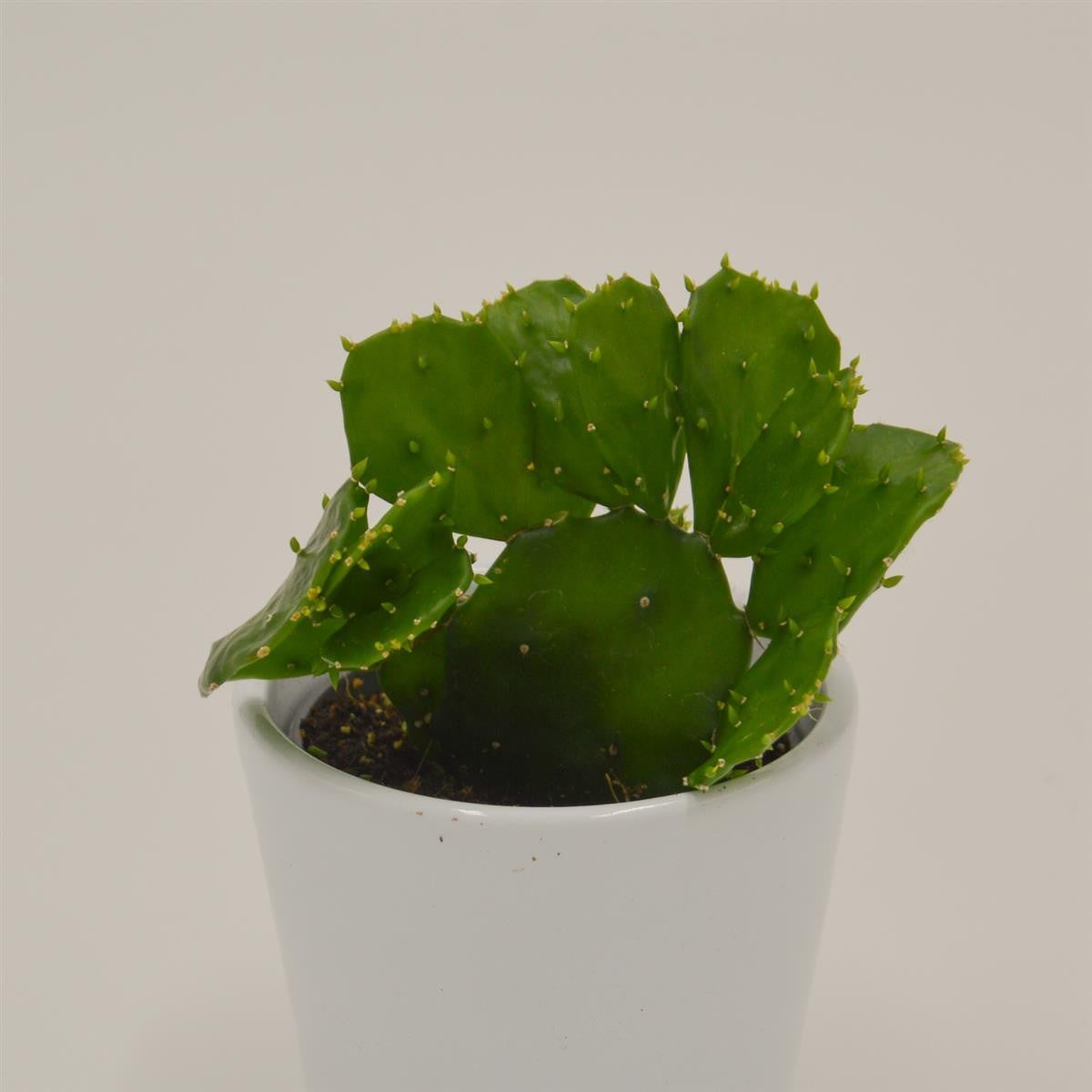pasiora-opuntia-brasiliensis-mini-kaktus-6cm-topf image 2