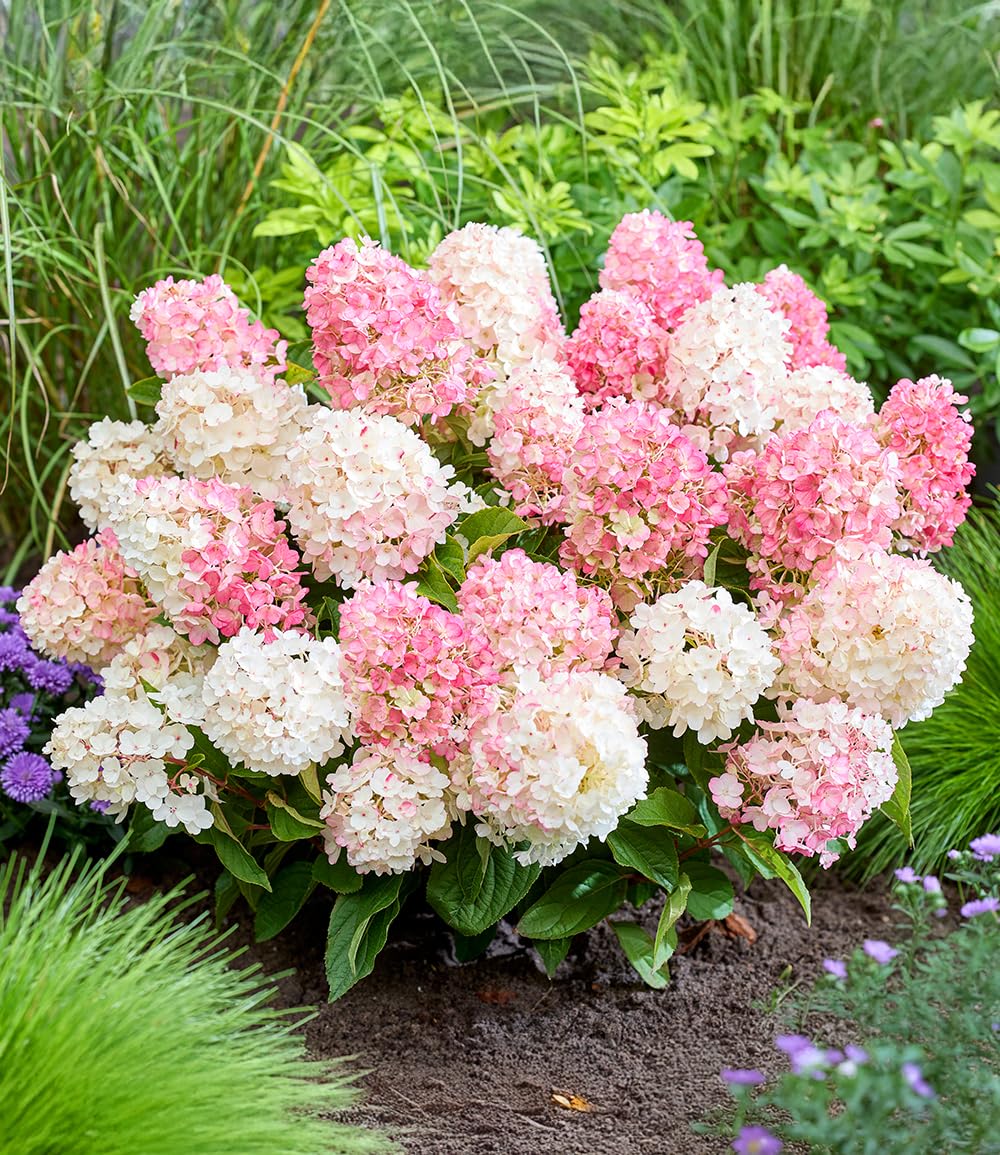 baldur-garten-rispen-hortensie-living-little-blossom-hydrangea-im-9x9-cm-topf image 2