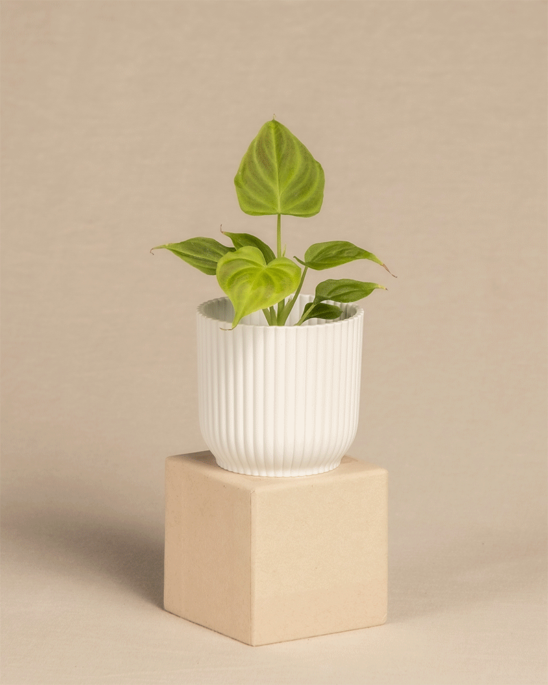 feey-philodendron-verrucosum-incensi-babypflanze-im-6-cm-topf image 6