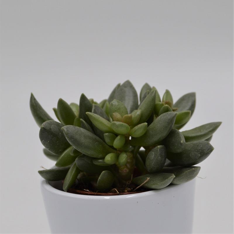 pasiora-adromischus-schuldtianus-subsp-juttae-sukkulente-5-5cm image 1
