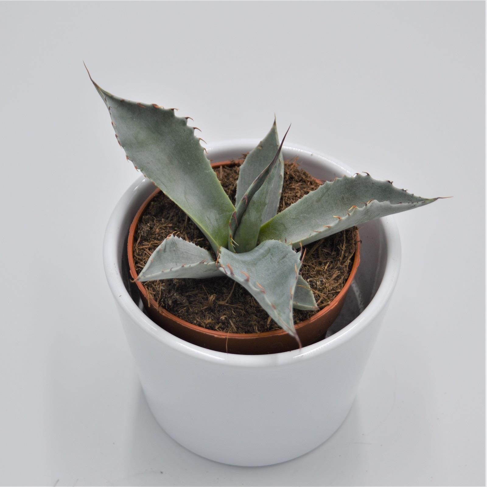 pasiora-agave-potatorum-sukkulente-8-5-cm-topf image 1