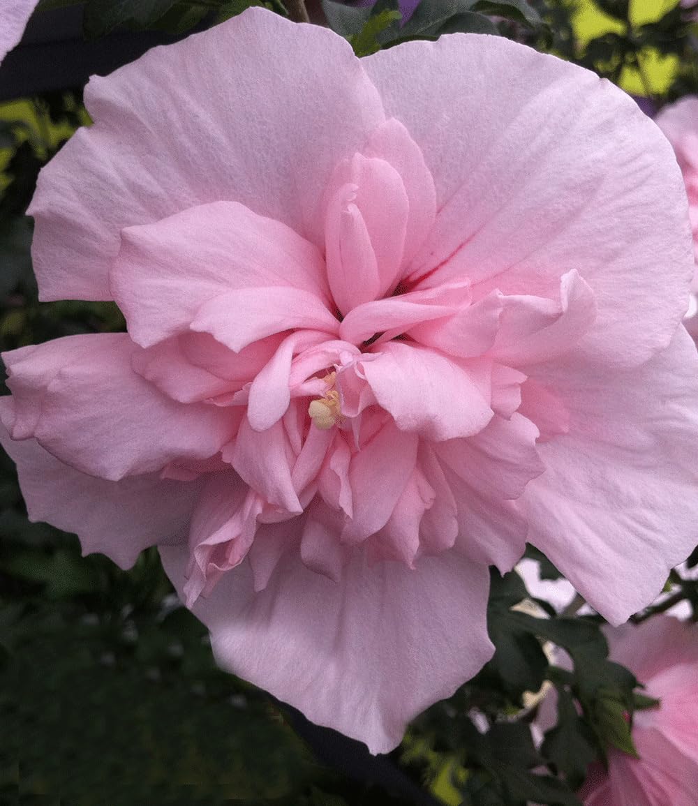 baldur-garten-gef-llter-hibiskus-chiffon-pink-hibiscus-syriacus-im-9x9-cm-topf image 2