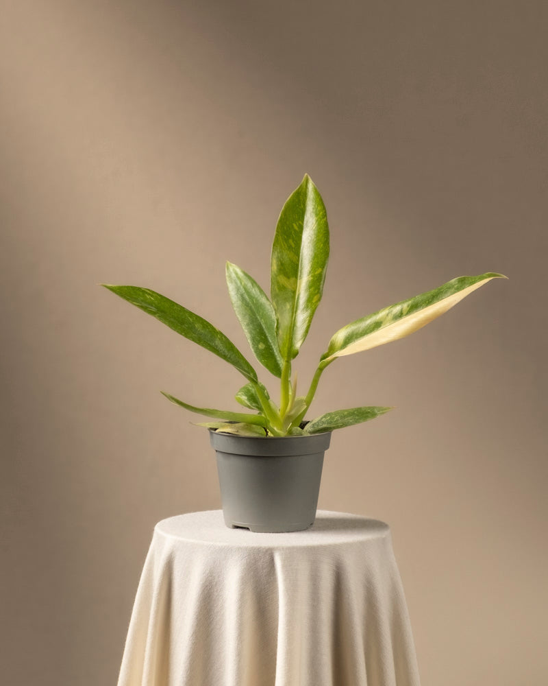 feey-philodendron-ring-of-fire-babypflanze-rarit-t image 3