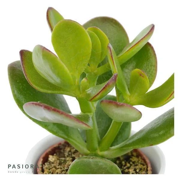 pasiora-crassula-ovata-sukkulente-6cm image 1