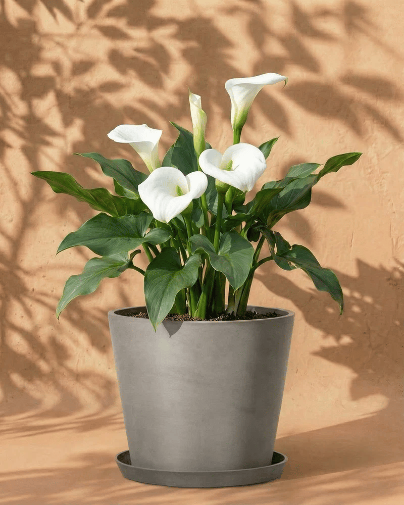 feey-calla-wei-zantedeschia-rhizome-au-enpflanze image 6