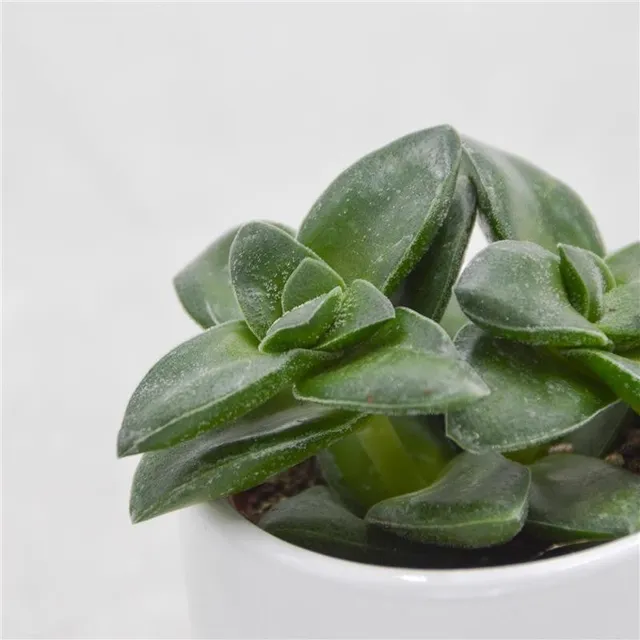 pasiora-crassula-springtime-dickblatt-sukkulente-6-cm-topf image 1