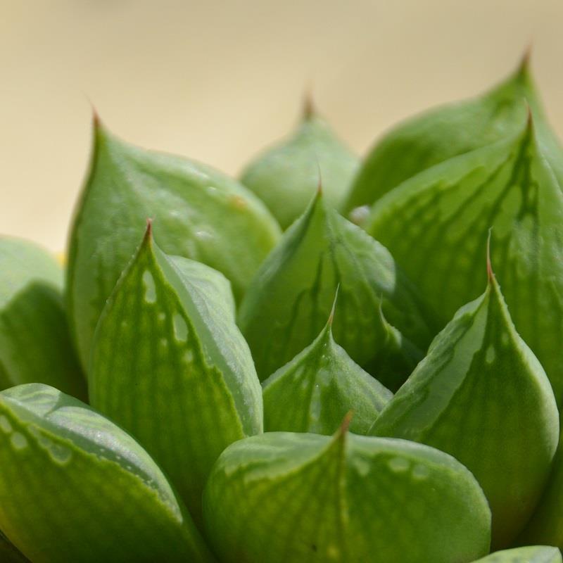 pasiora-haworthia-cymbiformis-sukkulente-6cm image 1