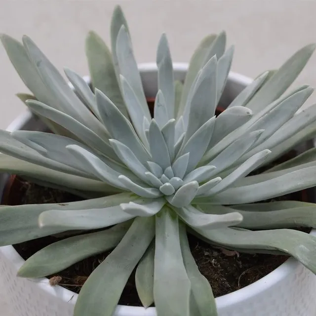 pasiora-dudleya-caespitosa-gro-e-sukkulente-13cm image 1