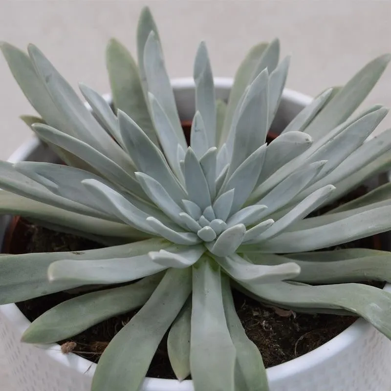 pasiora-dudleya-caespitosa-gro-e-sukkulente-13cm image 1