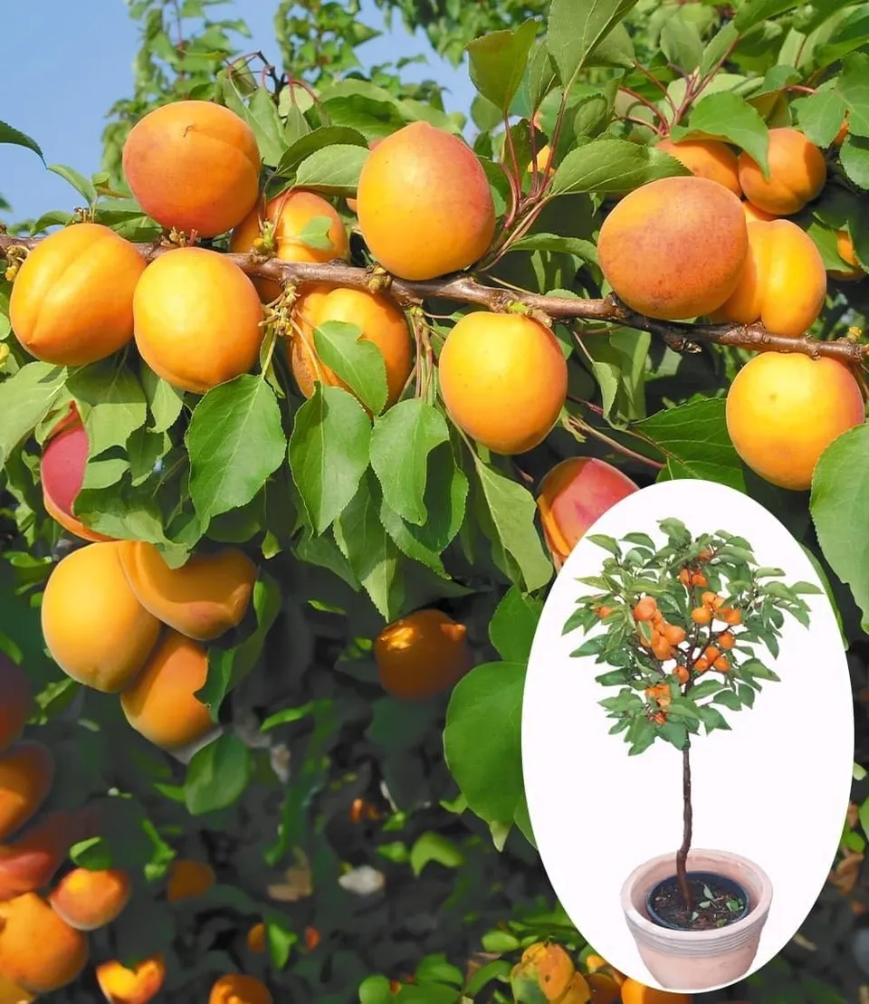 baldur-garten-aprikose-compacta-super-compact-obstpflanze-im-3-liter-topf image 1