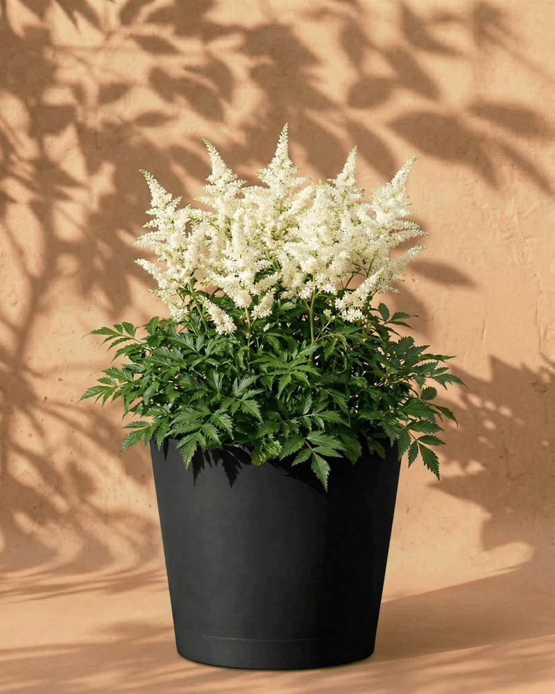 feey-astilbe-wei-knollen-pflanze-f-r-schatten image 6