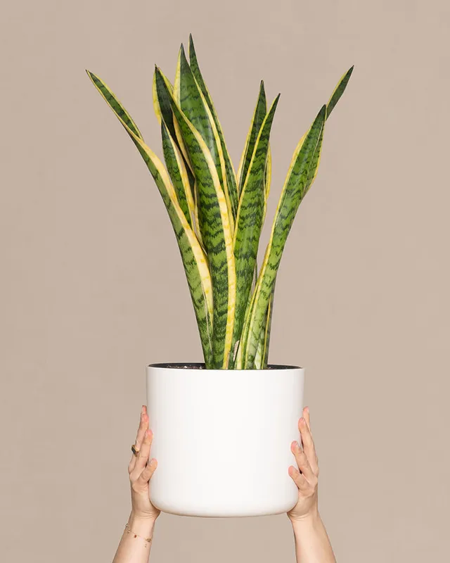 feey-gro-e-schwiegermutterzunge-laurentii-xl-60-70-cm-sansevieria image 1