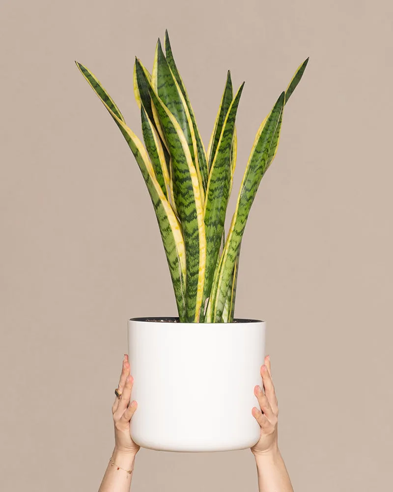 feey-gro-e-schwiegermutterzunge-laurentii-xl-60-70-cm-sansevieria image 1