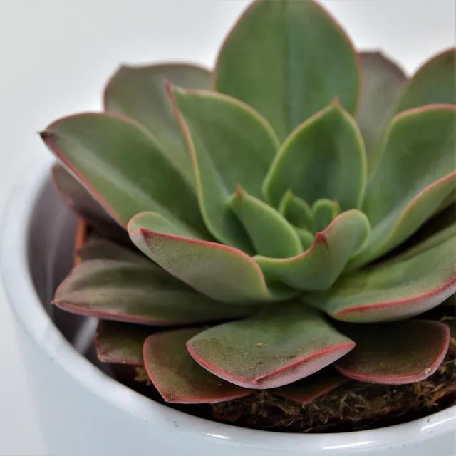 pasiora-echeveria-salsa-verde-sukkulente-8-5cm-topf image 1