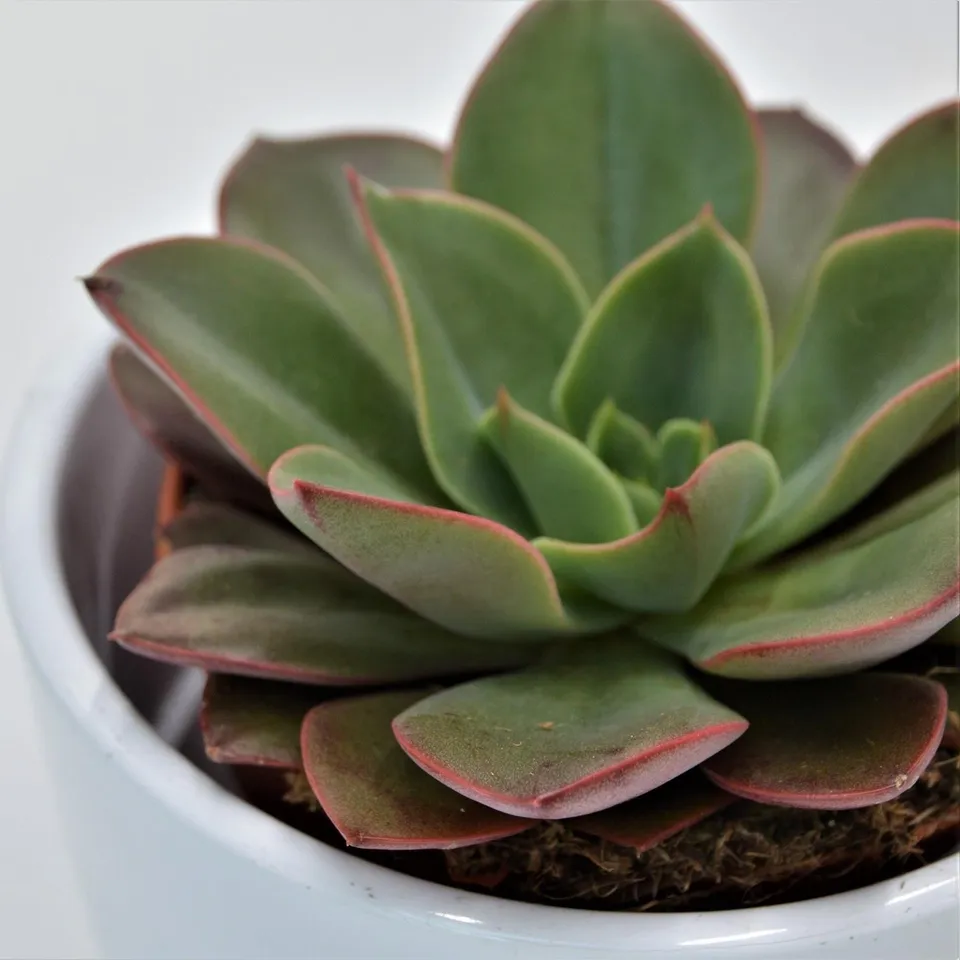pasiora-echeveria-salsa-verde-sukkulente-8-5cm-topf image 1