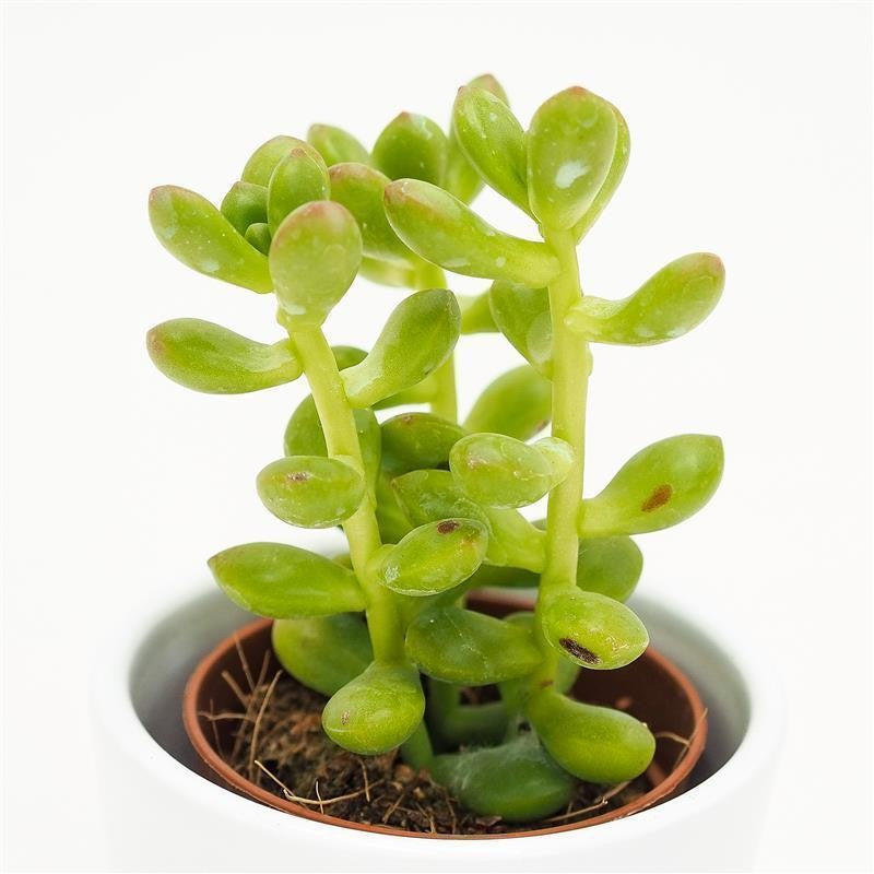 pasiora-sedum-lucidum-sukkulente-5-5cm image 3