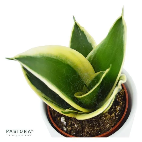 pasiora-sansevieria-trifasciata-honey-boney-sukkulente-6cm image 1