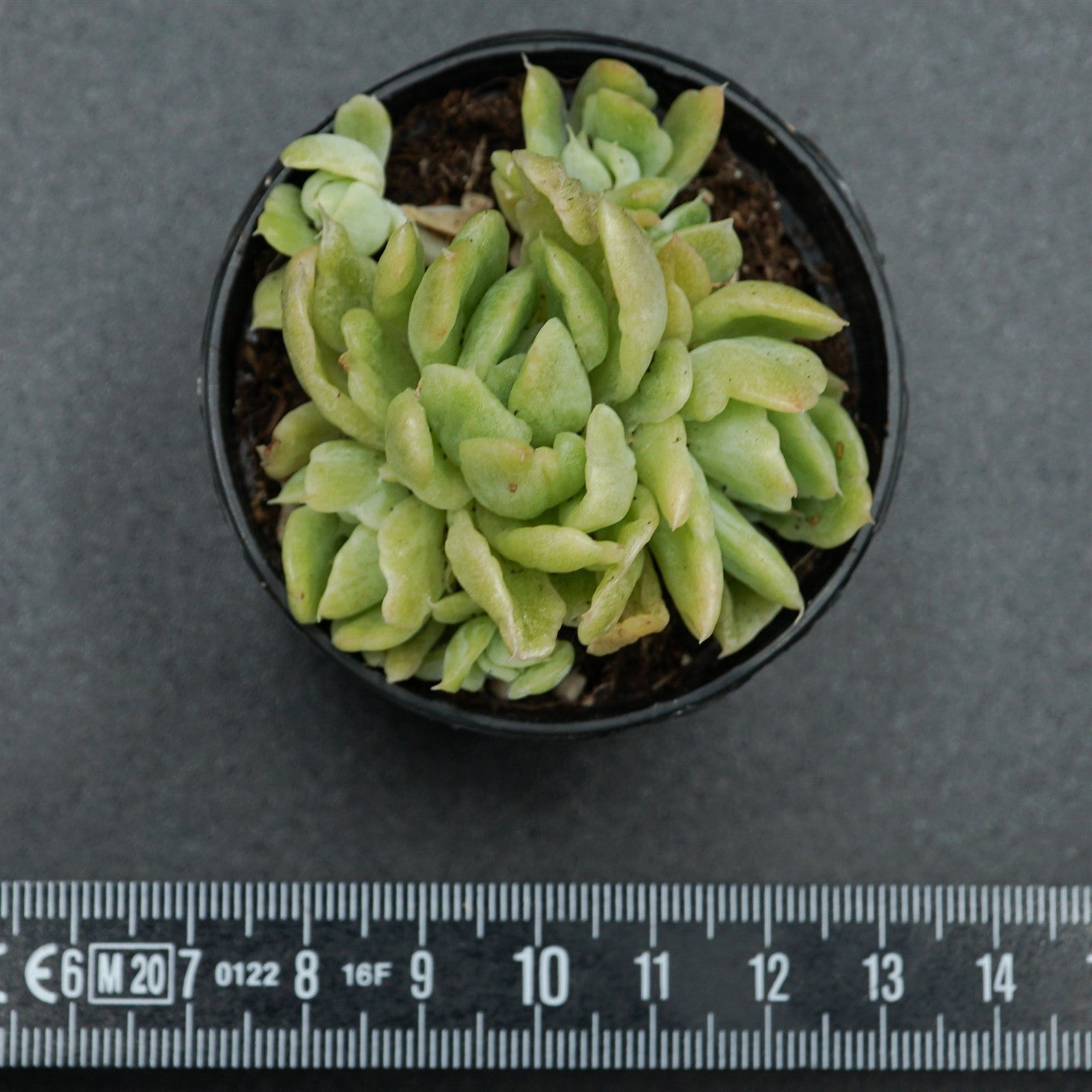 pasiora-echeveria-berry-f-variegata-rarit-t-einzelst-ck image 2