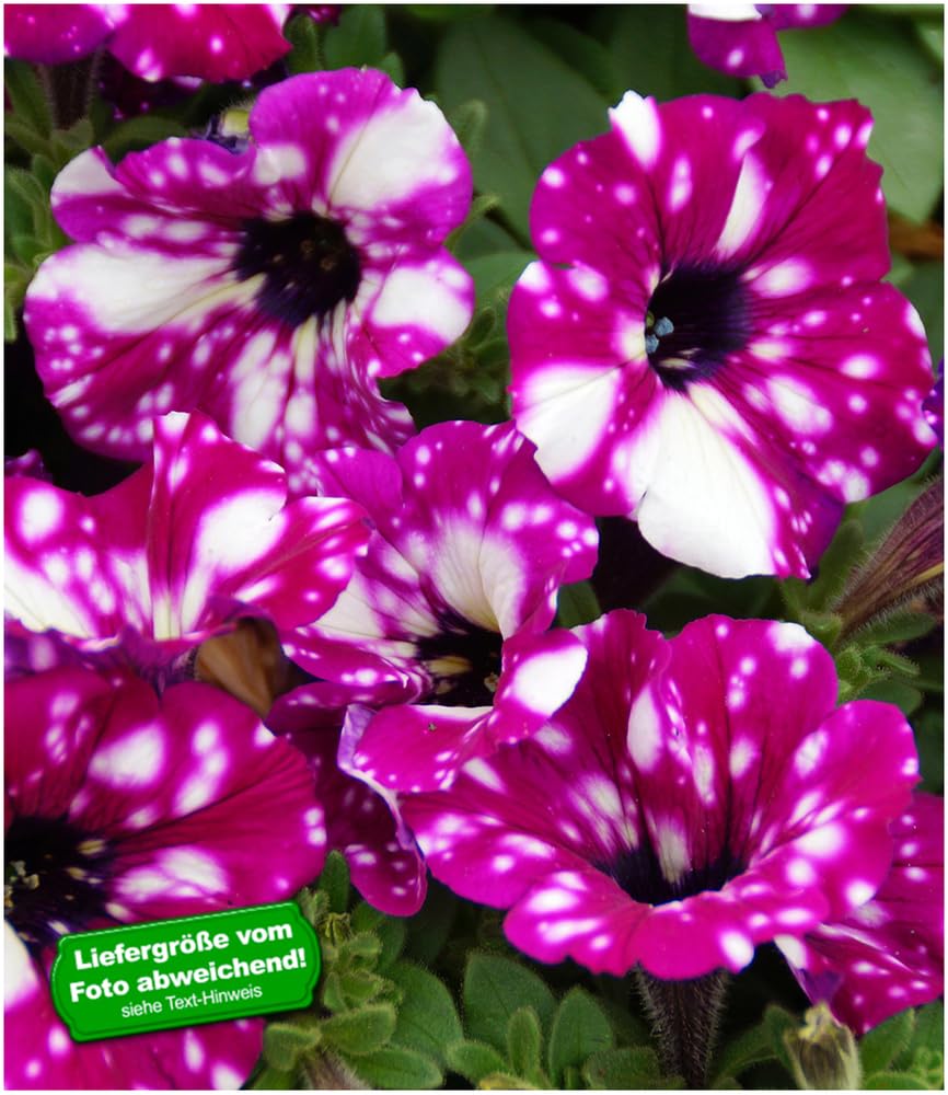 baldur-garten-h-nge-petunie-purpurrote-royalsky-3-pflanzen-im-10-5cm-topf image 2