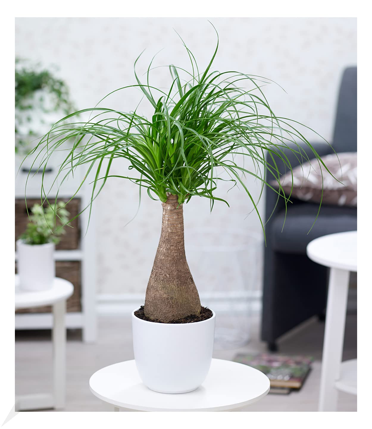 baldur-garten-elefantenfu-50-60-cm-im-17-cm-topf image 1