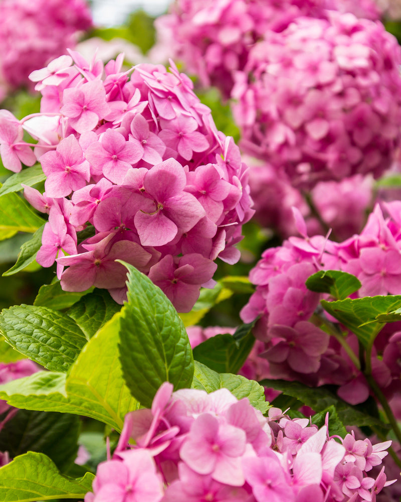 feey-rosa-hortensie-bl-hstrauch-1-2-m image 2