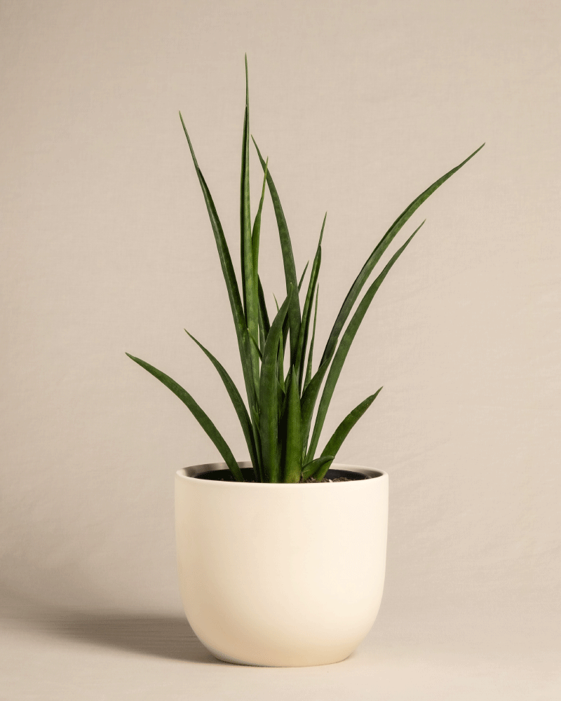 feey-sansevieria-friends-zimmerpflanze-im-14-cm-topf image 6