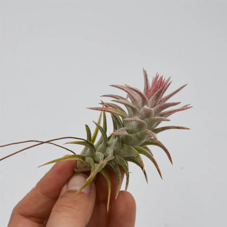 pasiora-tillandsia-ionantha-var-vanhyningii-luftpflanze image 1