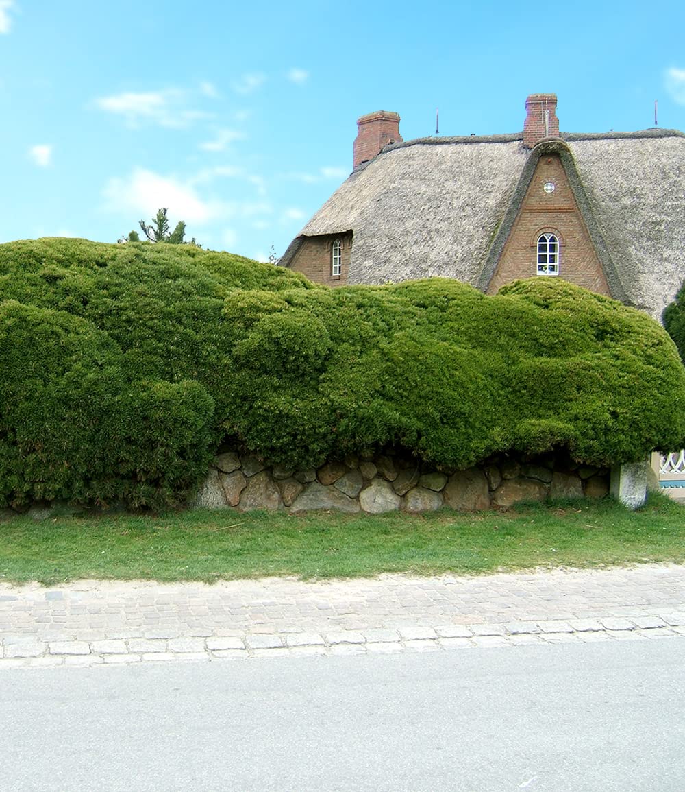 baldur-garten-pinien-hecke-pinus-mugo-mughus-im-9x9-cm-topf image 3