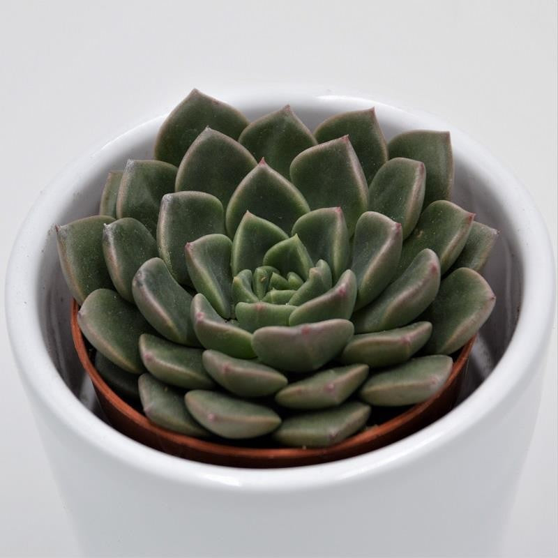 pasiora-graptopetalum-vega-sukkulente-im-5-5cm-topf image 1