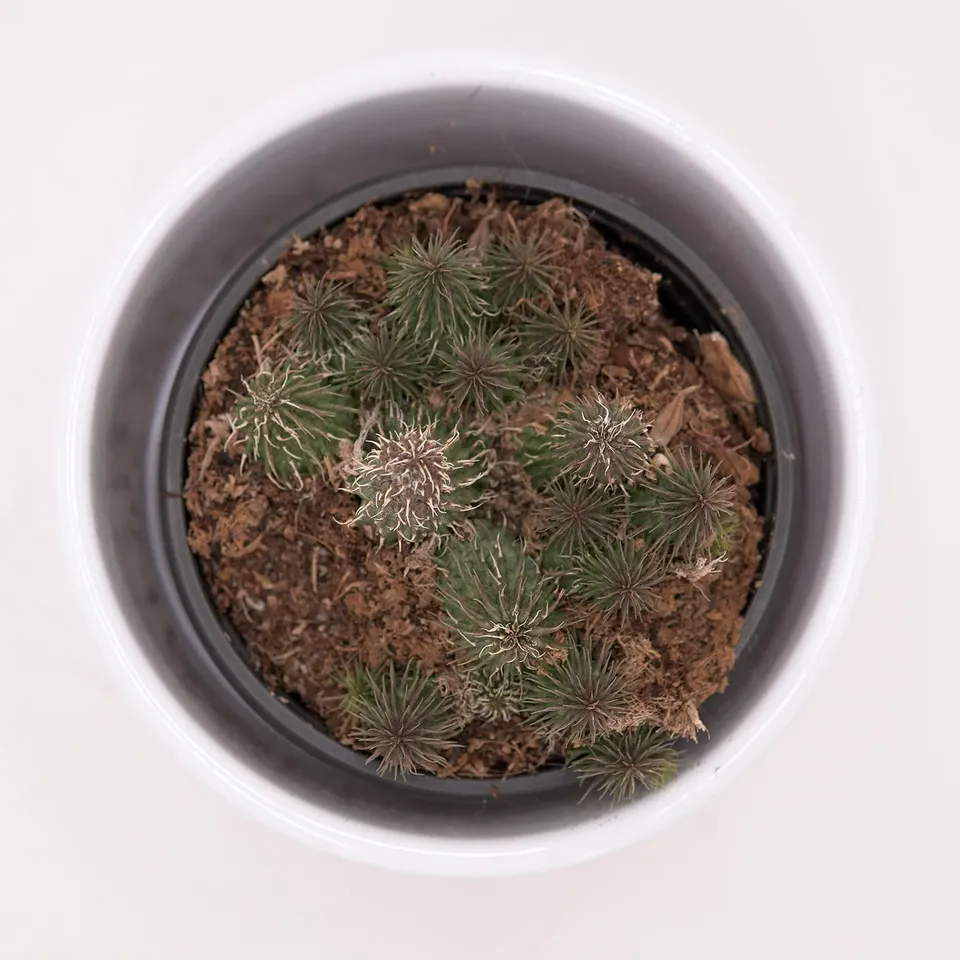 pasiora-huernia-pillansii-sukkulente-aasblume-8cm-topf image 1