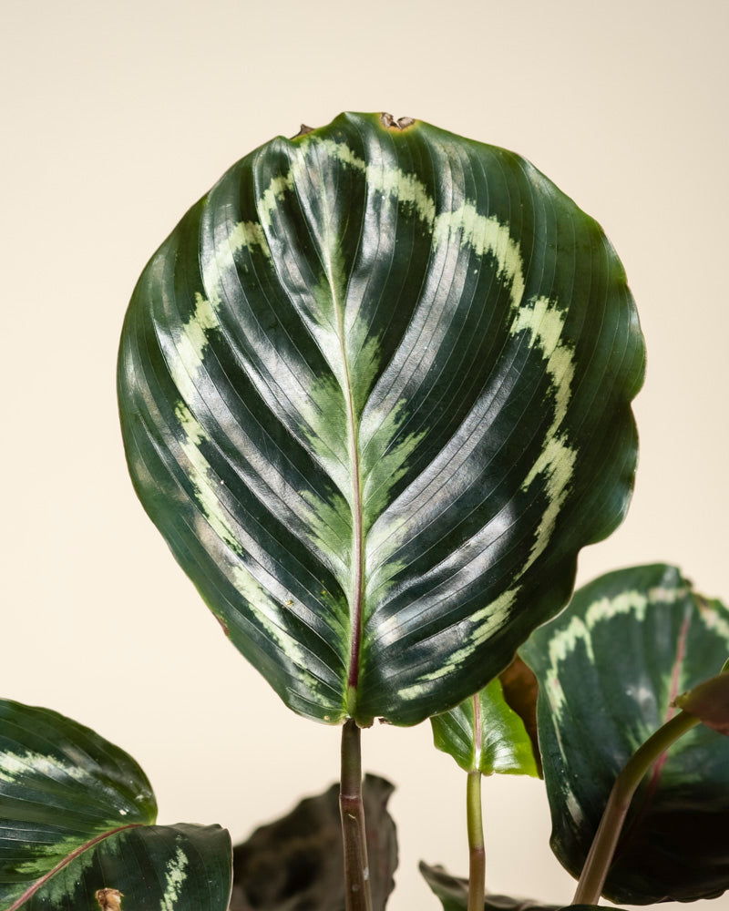 feey-calathea-roseopicta-klein-korbmarante image 2