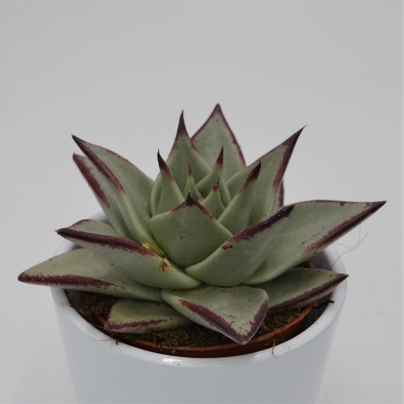 pasiora-echeveria-agavoides-ebony-echeverie-8-5cm-topf image 1