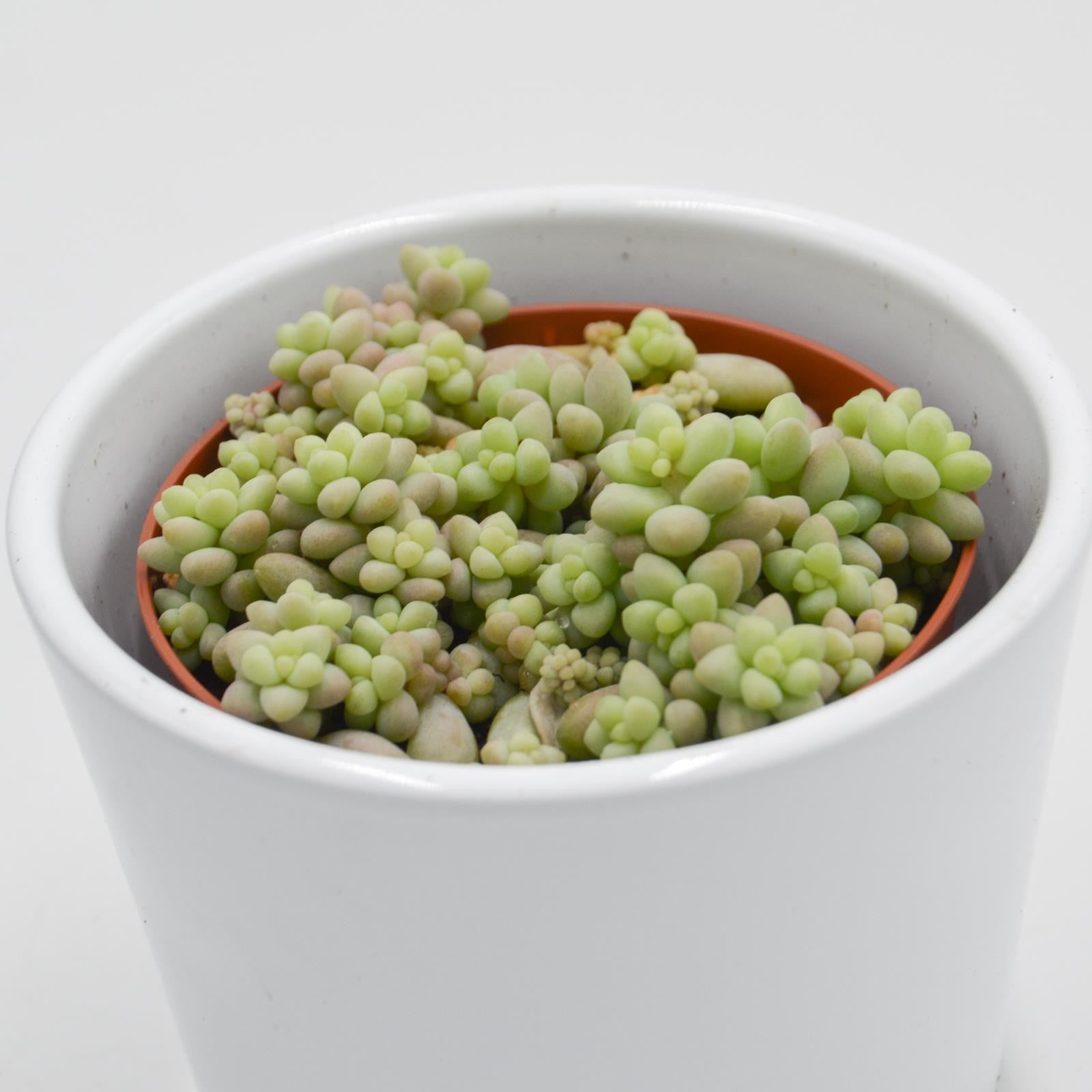 pasiora-sedum-burrito-h-ngende-sukkulente-8-5cm image 1