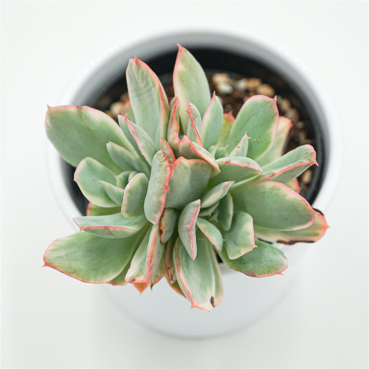 pasiora-echeveria-luella-f-variegata-sukkulente-9cm-topf image 2