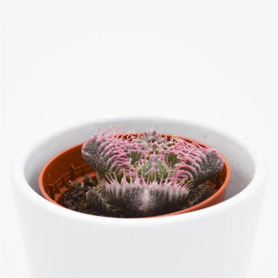 pasiora-faucaria-monster-sukkulente-5-5cm-topf image 1