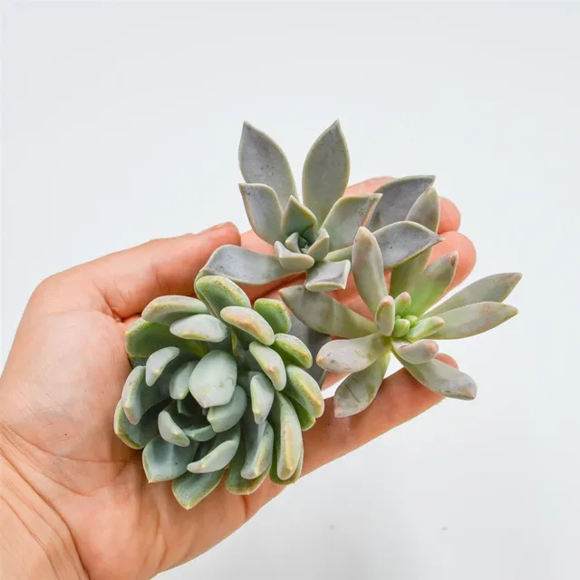 pasiora-graptopetalum-stecklings-set-3-sorten-sukkulenten image 1