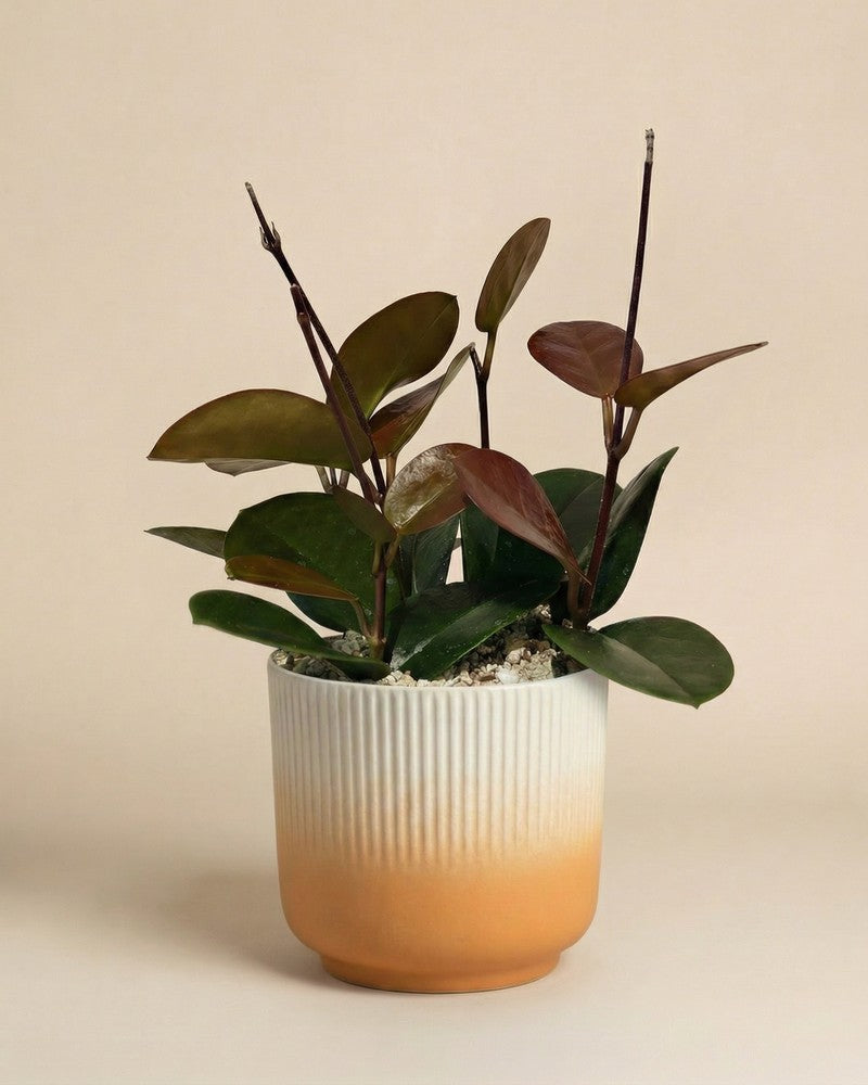 feey-hoya-australis-porzellanblume-zimmerpflanze-klein-schweiz image 7
