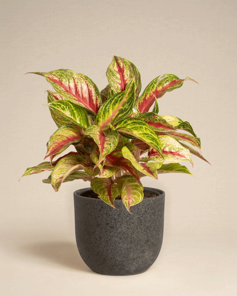 feey-aglaonema-siam-violet-zimmerpflanze image 8