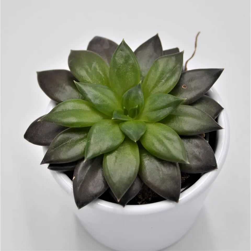 pasiora-echeveria-noir-sukkulente-6cm-topf image 1