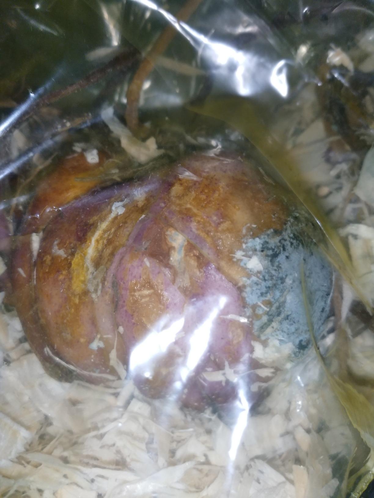 Schöne Sorte