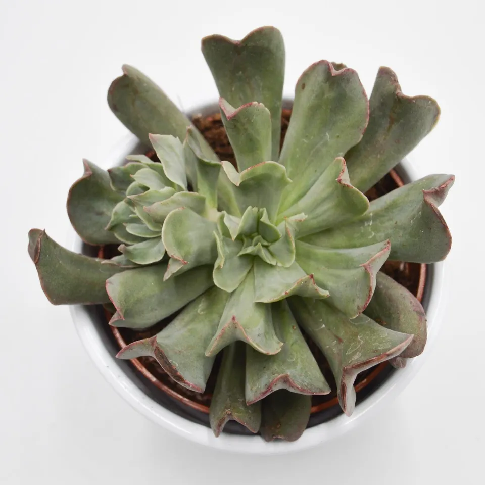 pasiora-echeveria-diablo-strength-sukkulente-im-10-5cm-topf image 1