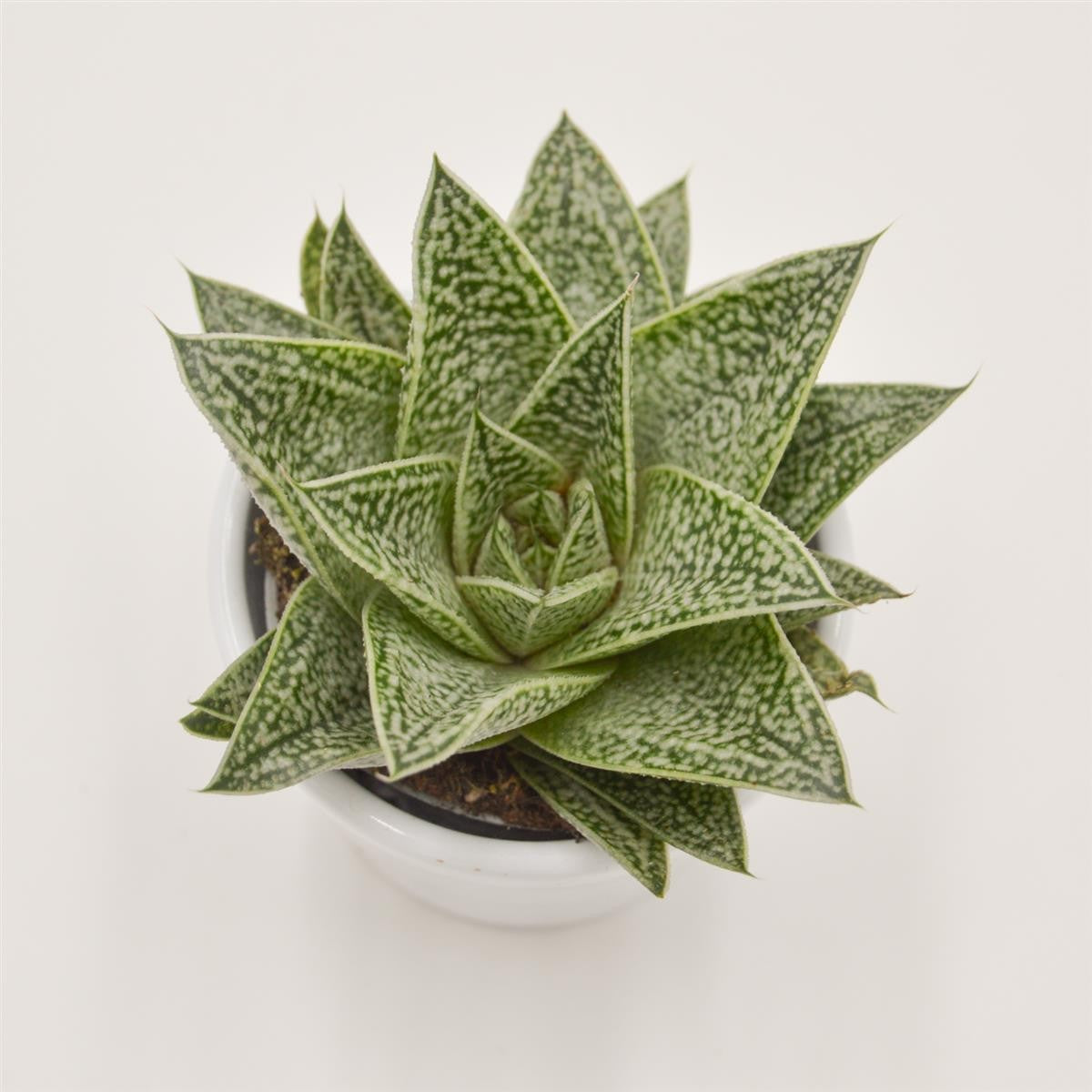 pasiora-gasteria-nella-sukkulente-6cm image 1