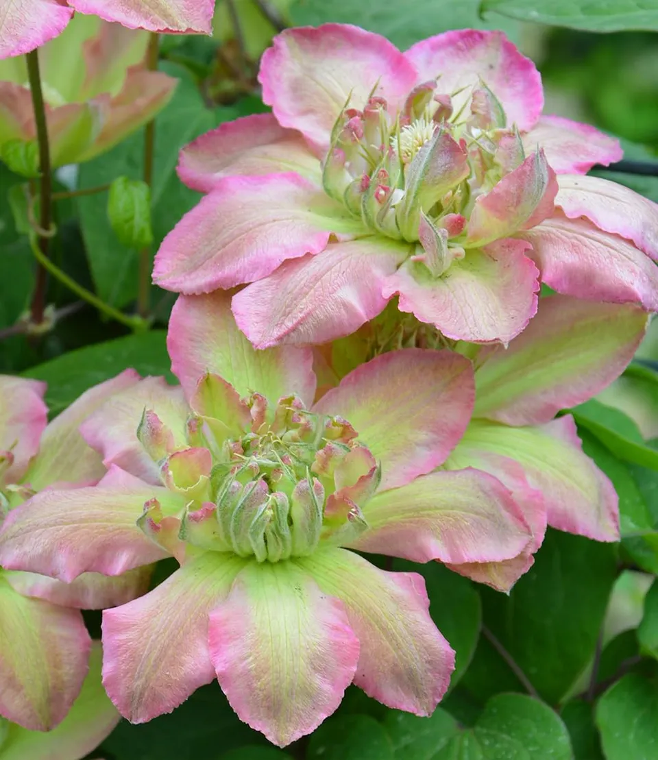 baldur-garten-clematis-pistachio-cake-1-pflanze-im-9x9-cm-topf image 1