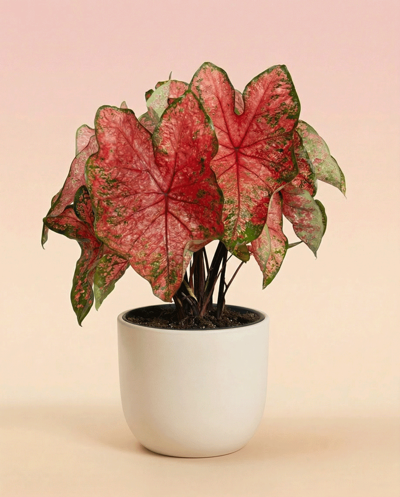 feey-caladium-lava-glow-zimmerpflanze image 6
