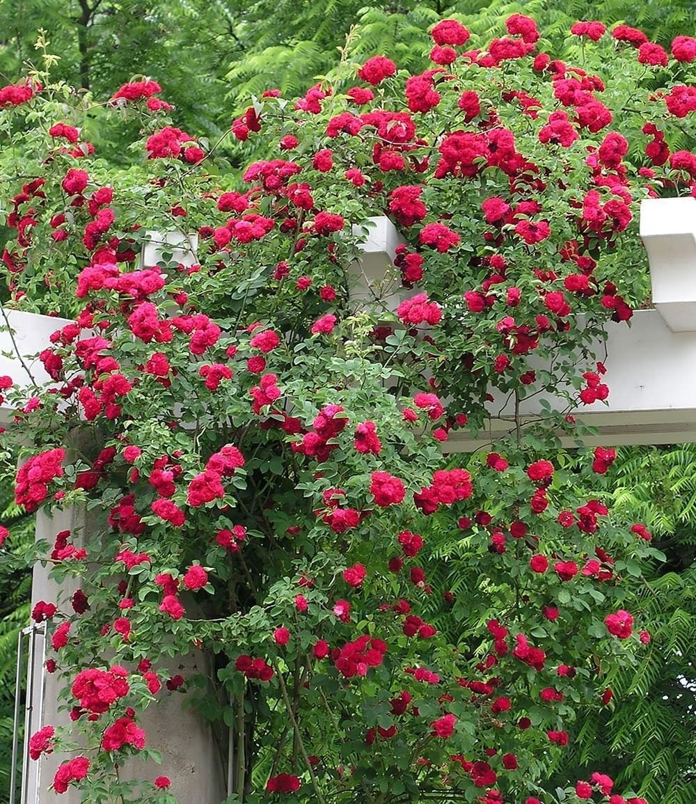 baldur-garten-rambler-rose-chevy-chase-wurzelballiert image 2
