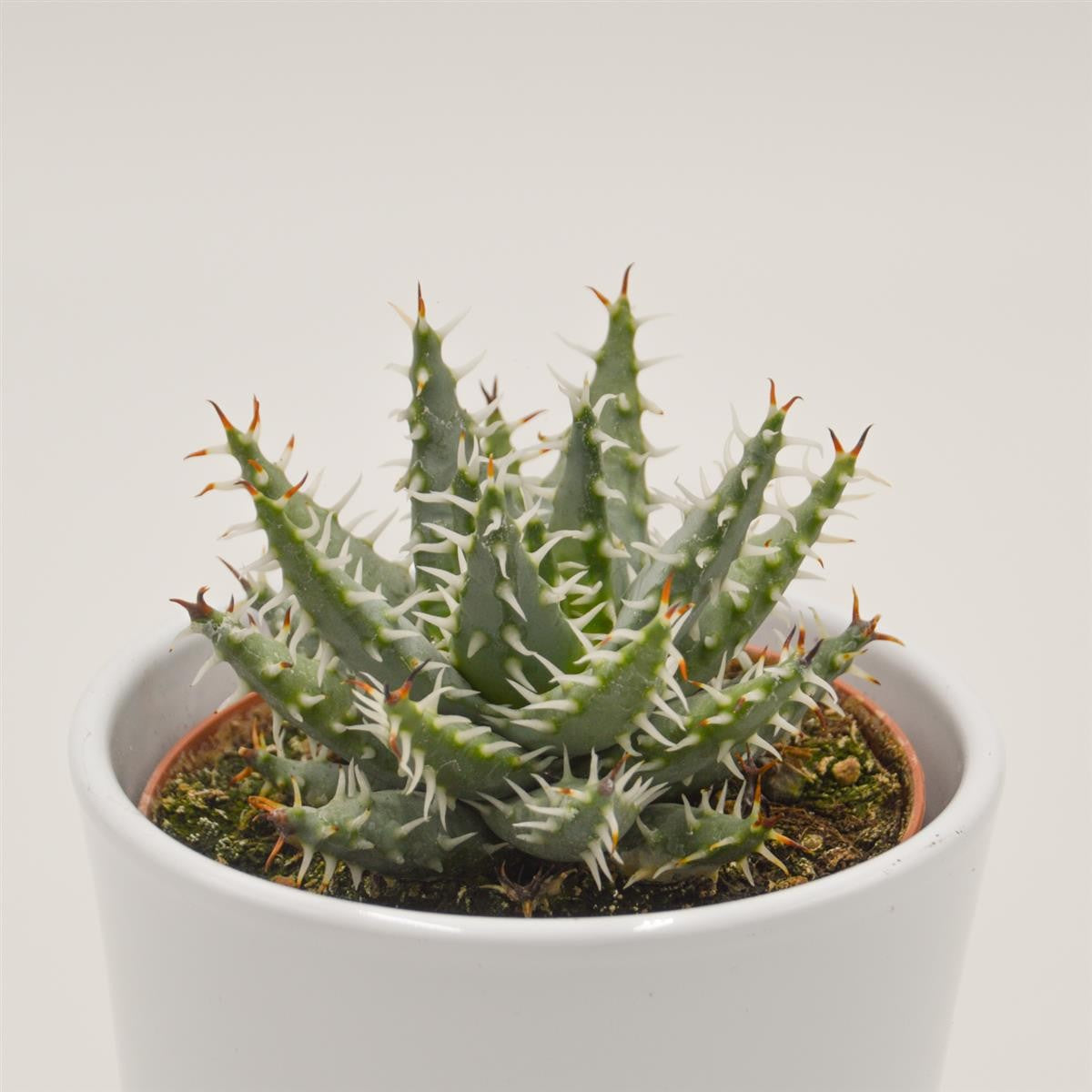 pasiora-aloe-melanacantha-var-erinacea-sukkulente-10-5cm image 1