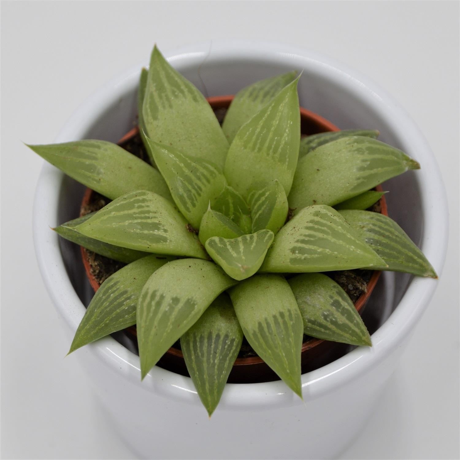 pasiora-haworthia-turgida-sukkulente-5-5cm image 1