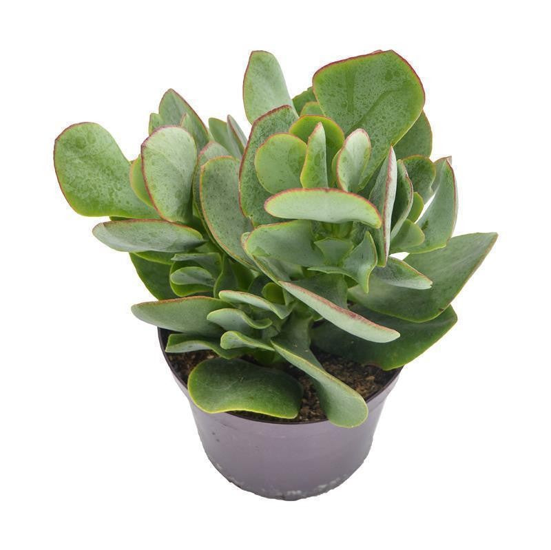 pasiora-crassula-arborescens-pfennigbaum-12cm-topf image 3